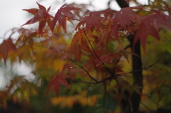 一雨ごとに