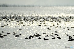 琵琶湖の住人