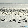 琵琶湖の住人
