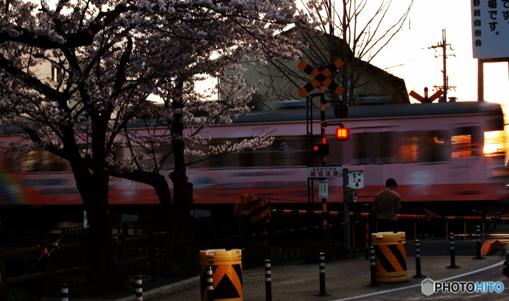 桜色に染まる近江鉄道