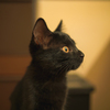 黒猫