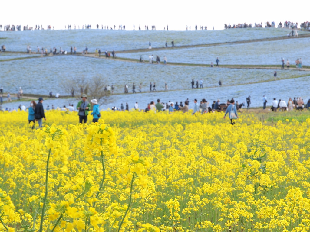 菜の花withネモフィラ