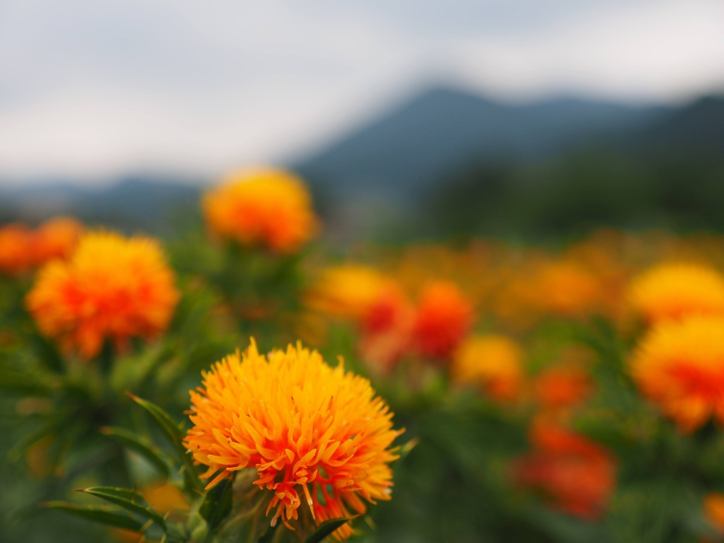 山形市の紅花