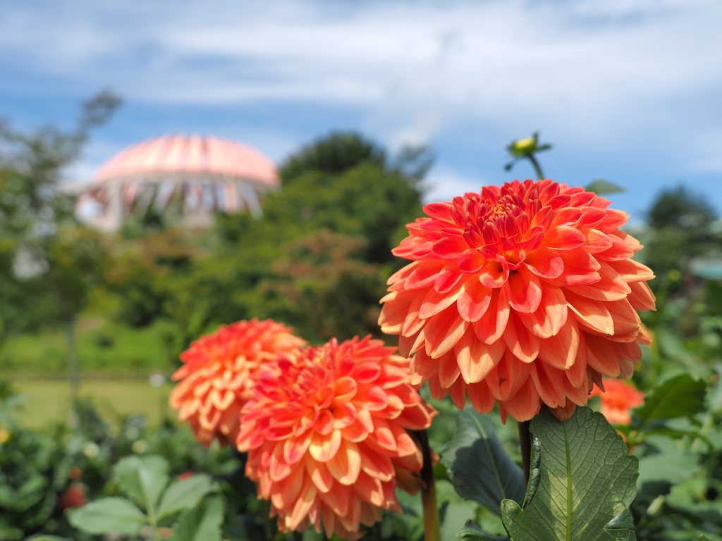 山形川西ダリヤ園のダリヤ