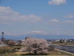山形市　馬見ヶ崎川の桜と月山