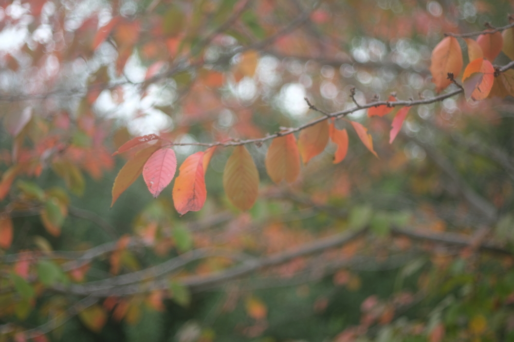 いつもの公園～散歩道