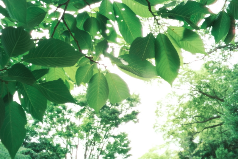清々しい新緑～green