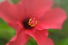 花を撮る～ハイビスカス