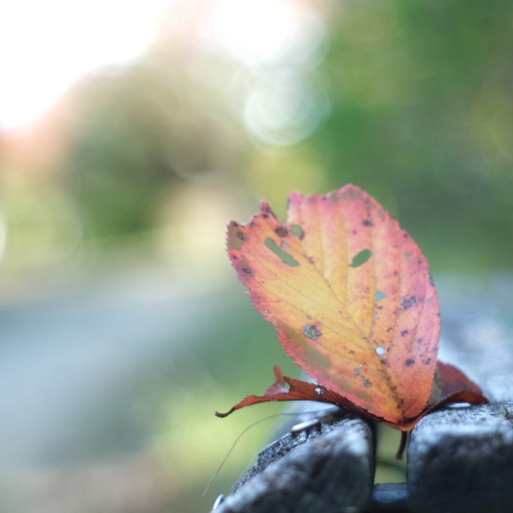 いつもの公園～散歩道