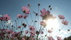 秋桜