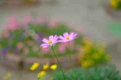 花の写真