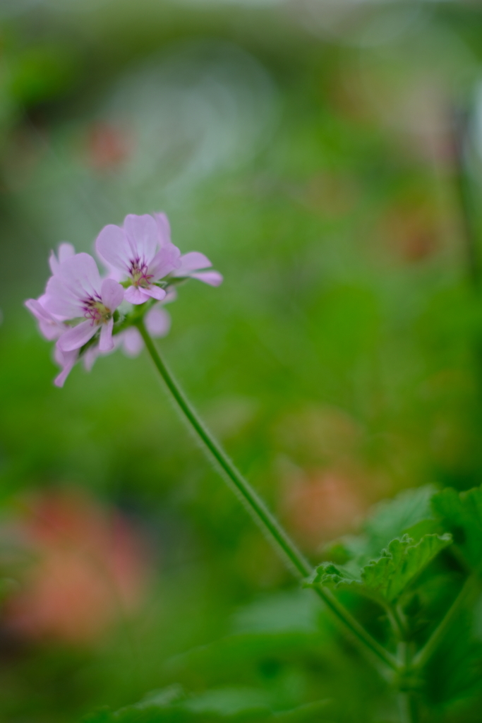 花の写真館