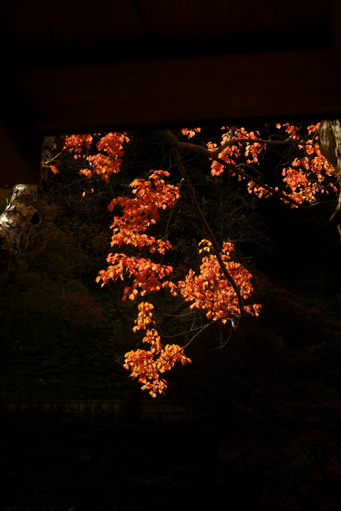 紅葉狩り