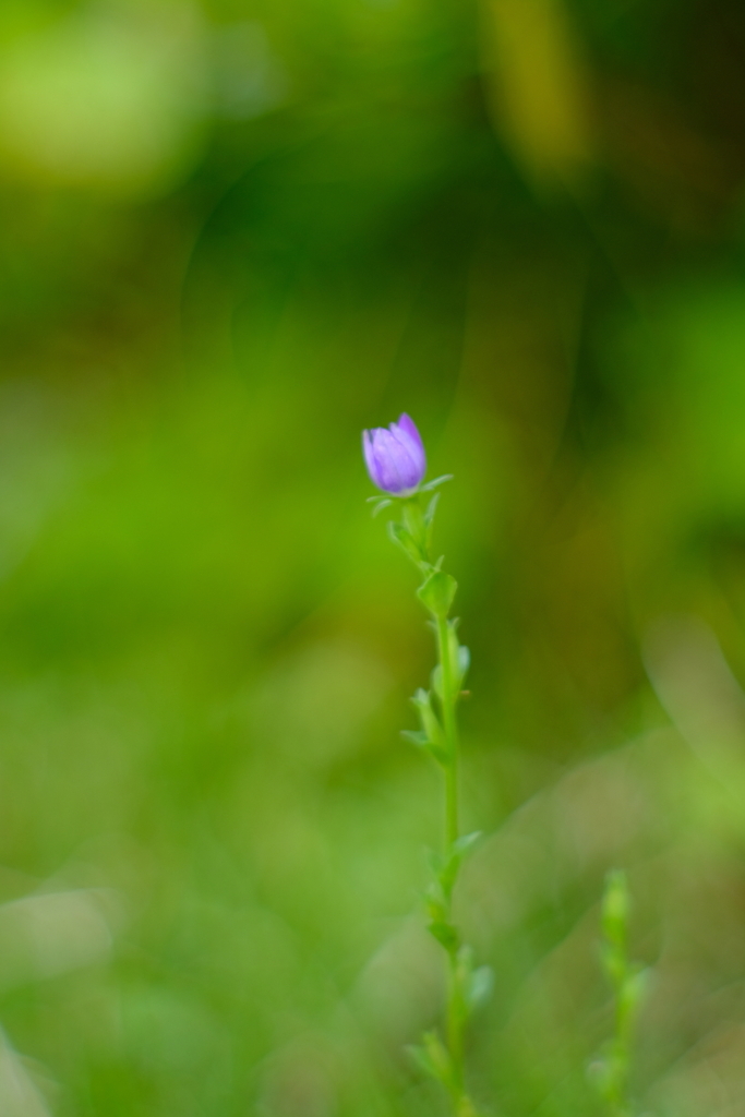 野に咲く花