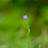野に咲く花