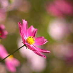 秋桜