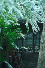 花～マルミフィルター