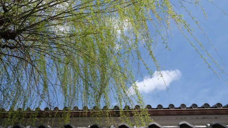 古都奈良～興福寺土塀