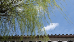 古都奈良～興福寺土塀