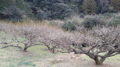 梅林