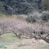 梅林