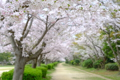 桜のトンネル　散歩道