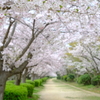 桜のトンネル　散歩道