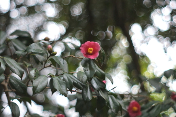 椿の花