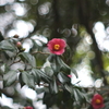 椿の花