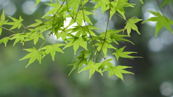 青紅葉