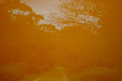秋の散歩道