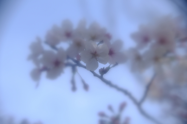 生命力