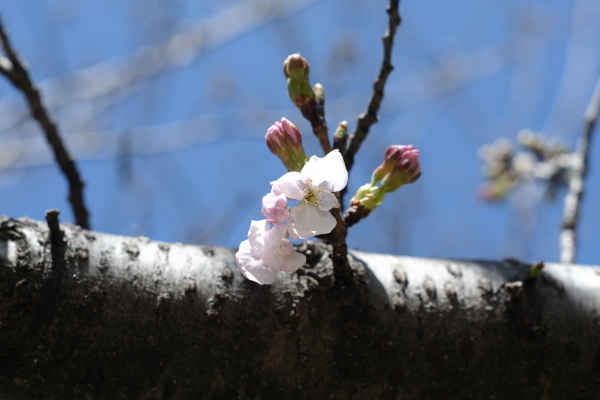 桜の花が咲いた！！