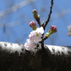 桜の花が咲いた！！