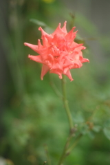 バラの花