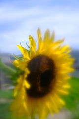 ひまわり