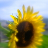 ひまわり