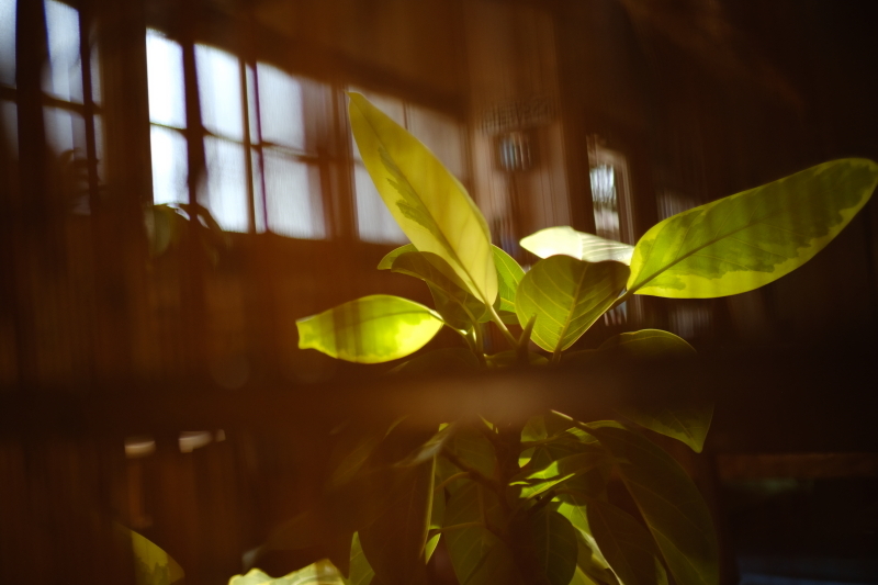 光る観葉植物