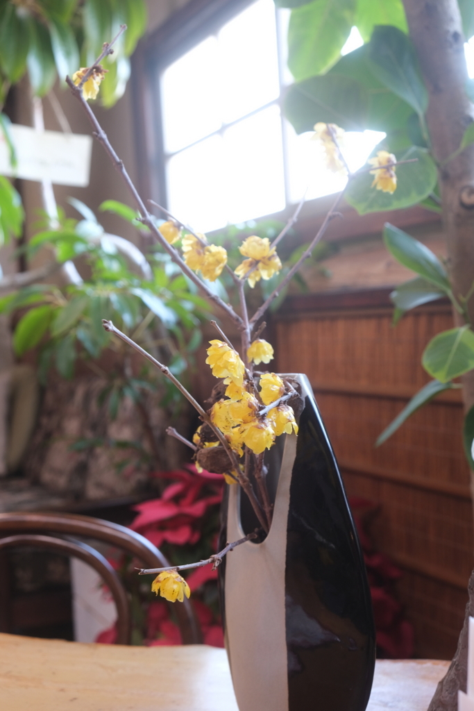 蠟梅の花~カフェ