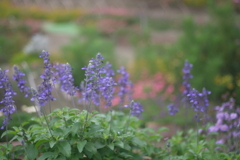 花～いつもの公園