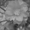 路傍に咲く花