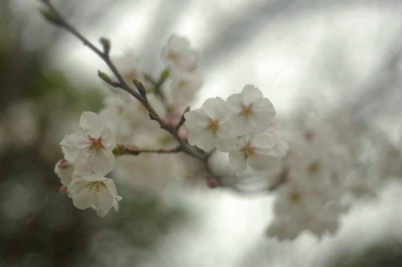 さくら～オールドレンズ