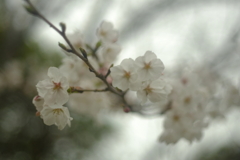 さくら～オールドレンズ