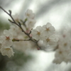 さくら～オールドレンズ