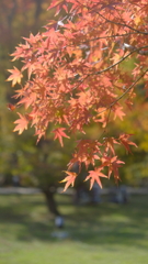 紅葉狩り