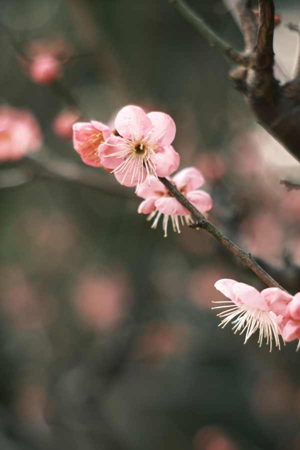春の香り