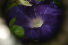撮るを愉しむ～花