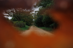 紅葉～いつもの公園　散歩道