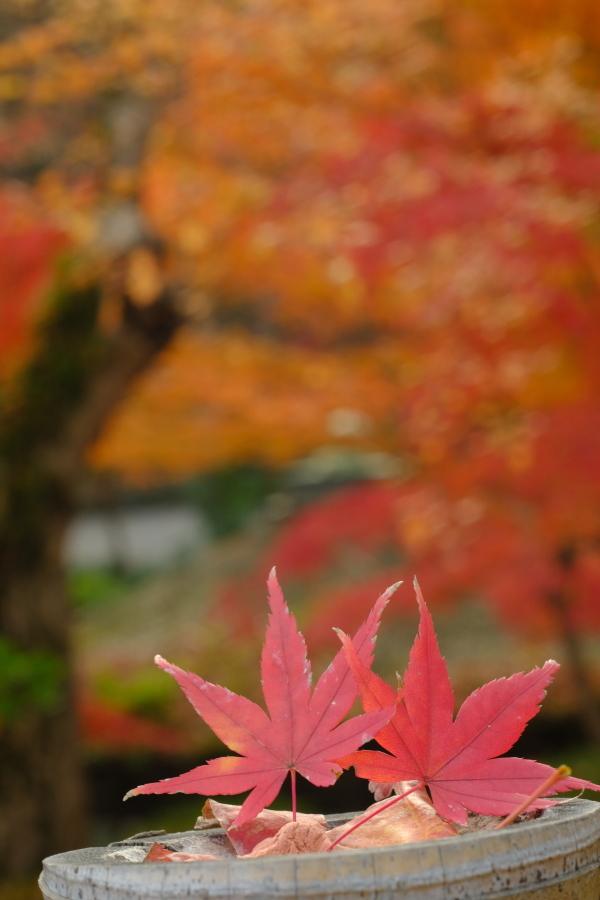 紅葉狩り