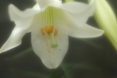 ユリの花